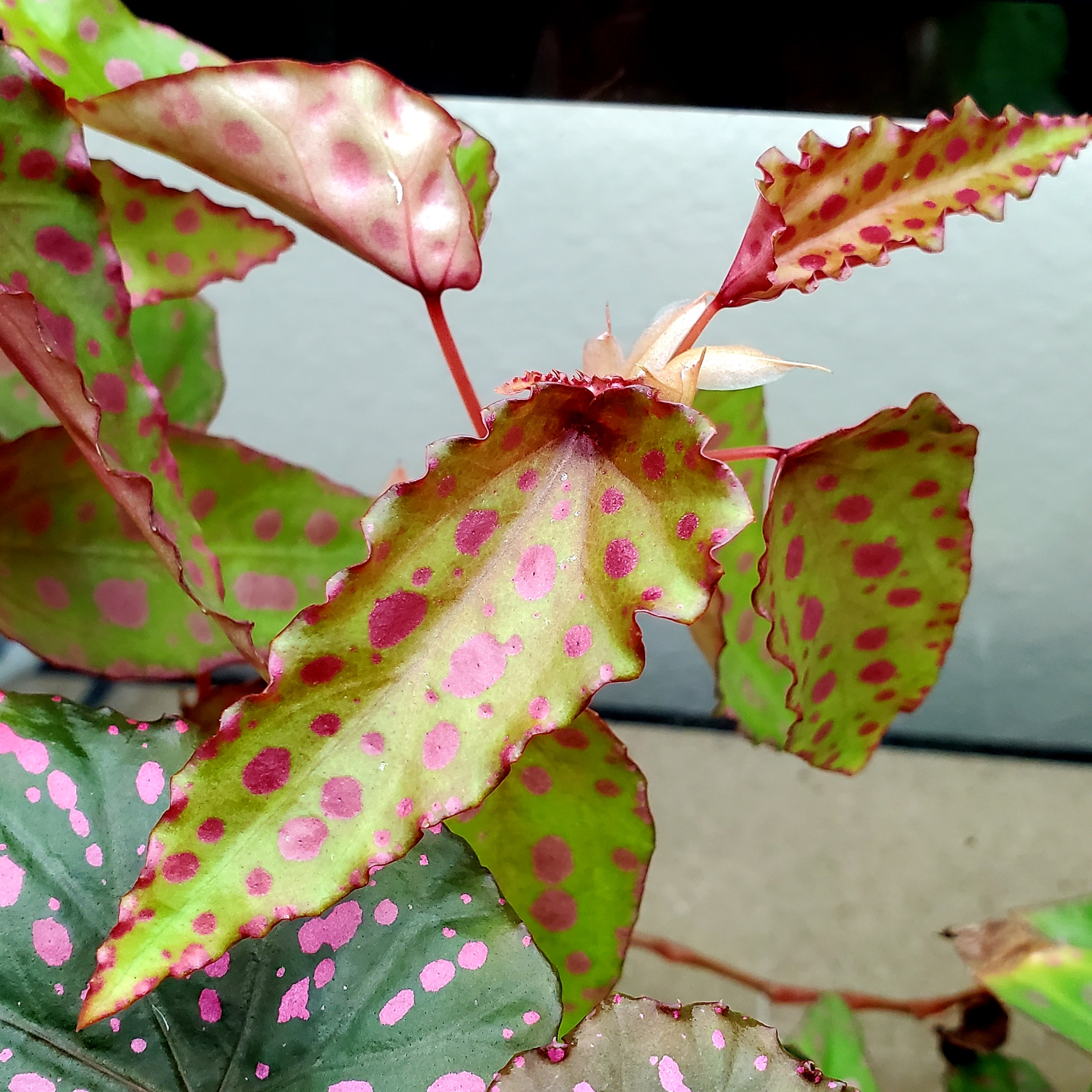 B. ‘Madame Rachel’